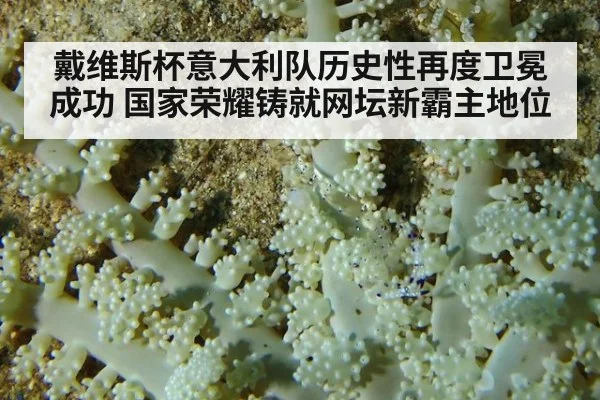 戴维斯杯意大利队历史性再度卫冕成功 国家荣耀铸就网坛新霸主地位